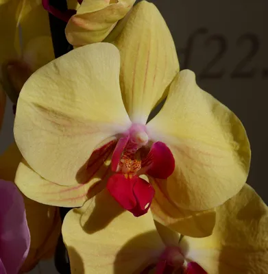 Орхидея Фаленопсис Стандарт микс 1 стебель ø12 h50 см по цене 598 ₽/шт.  купить в Краснодаре в интернет-магазине Леруа Мерлен