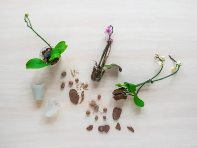 Органическое гранулированное удобрение \"Для Орхидей\" 380мл - купить по цене  245 ₽ в ДоброСтрой Астрахань
