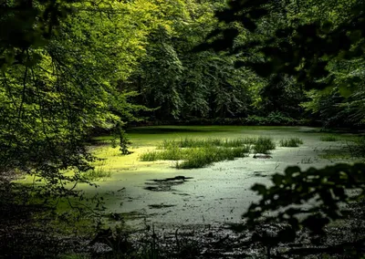 Топ мест для болотного туризма в России - Блог OneTwoTrip
