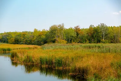 Десять фактов о том, что болото дало человеку и чем он за это отплатил? |  greenbelarus.info