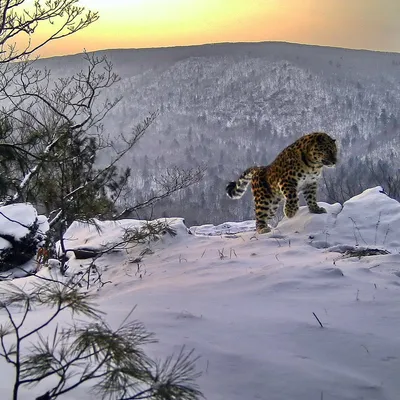 Царь горы: на \"Земле леопарда\" рассказали, как живут большие кошки зимой |  Пикабу
