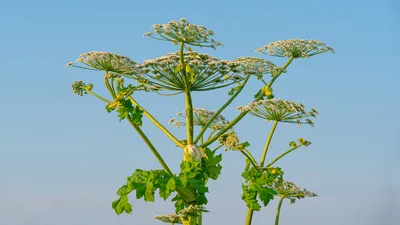 Борщевик Сосновского — Очень опасное растение