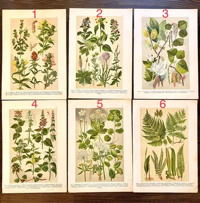 1986 Ботаника. Е.М.Бельская. Учебник для 5-6 класса средней школы Botany |  eBay