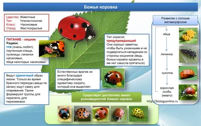 Популярная группа 90-х \"Божья коровка\": вспомним их хиты (топ-12) | Женские  грёзы | Дзен