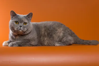 Британская короткошерстная кошка: описание породы, уход и содержание