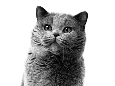 Британская короткошёрстная - Порода кошек - Информация и особенностях |  Хиллс