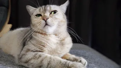 🇬🇧 БРИТАНСКАЯ КОШКА 🇬🇧 Британские кошки долгое время существовали, как  простые домашние коты, пока в 19 веке заводчики не начали вести сел… |  Instagram