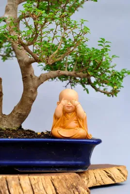 Как выглядел Будда на самом деле | ТРИКСТЕР | Научно о религии | Дзен