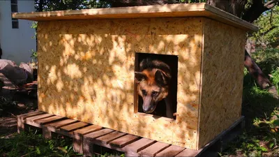 Будка для собаки уличная деревянная утепленная конура 150х80х80 см (не  окрашенная и без кровельного покрытия), домик для средних пород собак до 65  см в холке - купить с доставкой по выгодным ценам