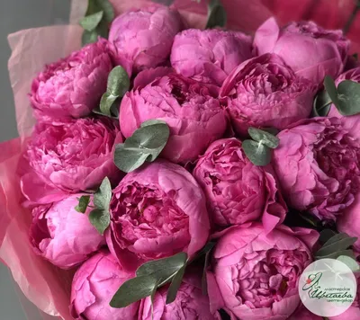 Букет пионов – цветы с доставкой в Брянске | Iris32