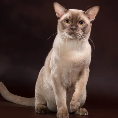 Порода американская бурманская кошка - Породы кошек обзор на Gomeovet