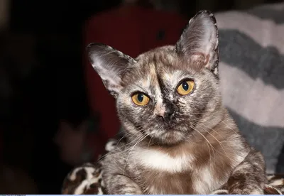 Бурманская кошка купить в Москве, фото и цена котенка в питомнике