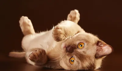 Бурма (Бурманская кошка) / Burmese Cat - PetsPoint.ru
