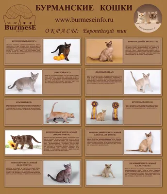 Бурманская кошка - Умный каталог кошек ValiCat