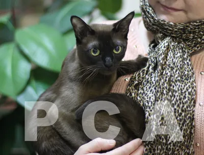 Бирманская кошка: фото, характер, описание породы