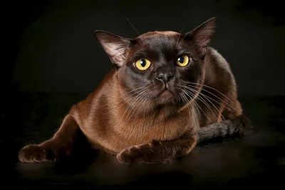 Бурманская кошка - Породы кошек обзор на Gomeovet