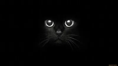 Кошки, Черный Кот, Животные - заставка на рабочий стол | Скачать Бесплатно  картинки