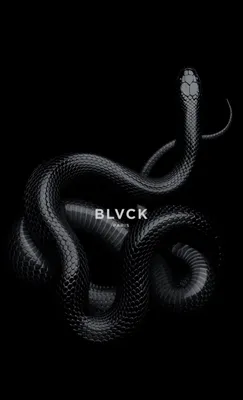 фотография черной змеи с поднятой вверх головой, картинка черная мамба,  рептилия, змея фон картинки и Фото для бесплатной загрузки
