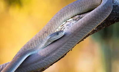 Бесплатный STL файл Древняя змея Черная мамба 🐉・Объект для скачивания и 3D  печати・Cults