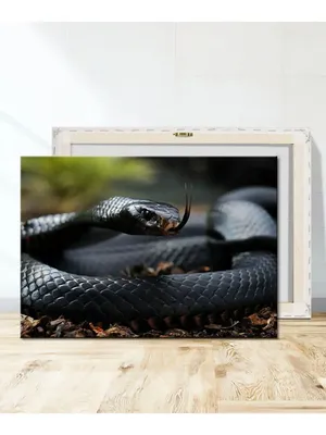 Черная мамба змея - 69 фото