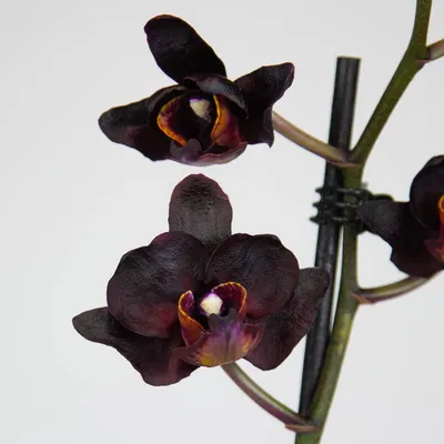 Черная орхидея картинки фотографии