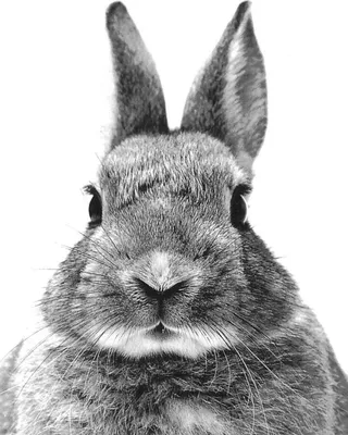 черно белый кролик | Baby animals, Animals beautiful, Animals