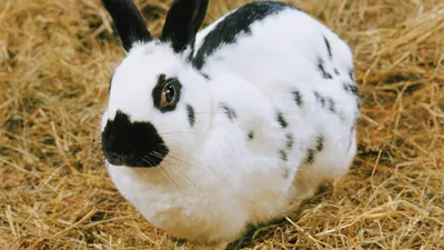 Черно-Белый Кролик стоковое фото. изображение насчитывающей зайчик -  159556002