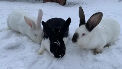 Черно белые картинки кроликов фотографии