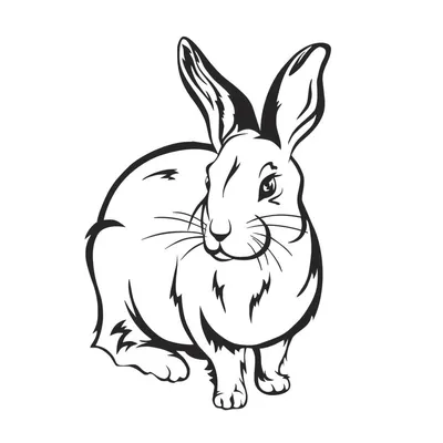 Кролик Заяц Черно-Белый - Бесплатное фото на Pixabay - Pixabay