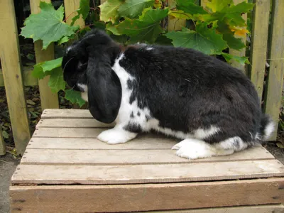 Старинная иллюстрация одиноко стоящего зайца. Черно-белый нарисованный от  руки милый кролик в стиле гравировки. - Ozero - российский фотосток