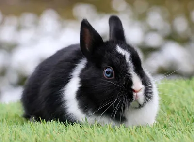 Раскраска животные кролик. раскраски животные кролик. Черно белые раскраски.
