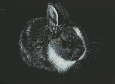 Искусство стен, черно-белый кролик, стена, хвост кролика, забавный кролик,  животное для детской комнаты, домашний декор | AliExpress