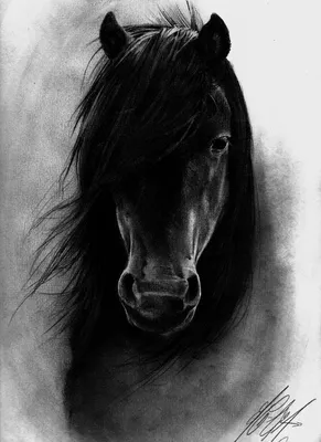 Черно белые картинки лошадей фотографии