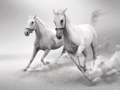 Фотообои Чёрно-белые лошади на стену. Купить фотообои Чёрно-белые лошади в  интернет-магазине WallArt