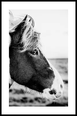 Giclee Horse Wall Art | Ashley | Белые лошади, Белое искусство, Фотография  питомца