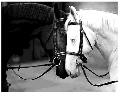 Постеры и принты с лошадью черно-белые лошади, животные с двумя лошадьми,  ферма, холст, живопись, настенное искусство, картины для комнаты, украшение  для дома | AliExpress