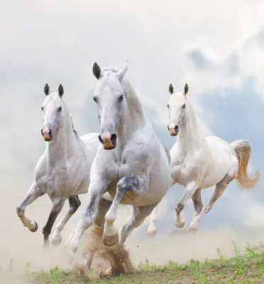 Портрет лошади, рисунок лошади, картина белая лошадь купить в  интернет-магазине Ярмарка Мастеров по цене 7000 ₽ – SGKWMRU | Картины,  Москва - доставка по России