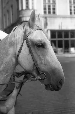 Флизелиновые фотообои фото животные 254x184 см Лошади скачут по воде черно- белые (426V4)+клей купить по цене 1200,00 грн