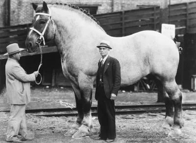 Лошадь векторные иллюстрации черно-белые наброски красивая лошадь значок  лошади | Премиум векторы