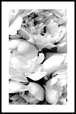 Фотообои Черно-белые перья купить на Стену — Цены и 3D Фото интерьеров в  Каталоге интернет магазина allstick.ru