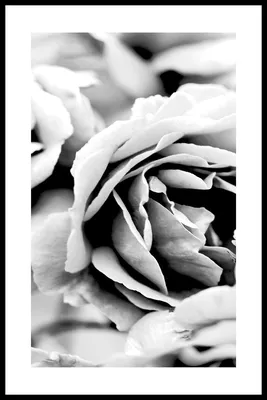 Постер Черно-Белый Роза купить в интернет-магазине Postermarkt