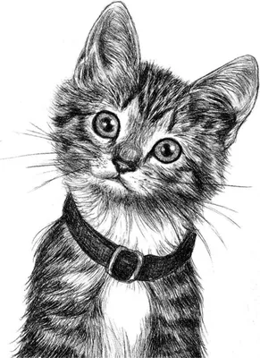 Черно-белые рисунки для срисовки животные (64 фото) 🔥 Прикольные картинки  и юмор