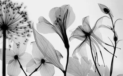 Купить фотообои Современные фотообои Черно-белые цветы недорого в Украине