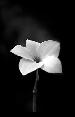 Картинки черно белые цветы - 76 фото