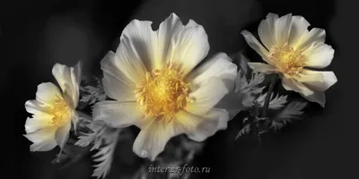 Черно-белые цветы | ФОТОВЫСТАВКА