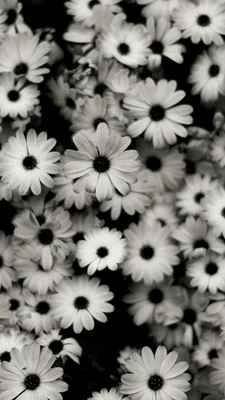 Черно-белые фото обои с цветами на стену 368x254 см Орхидеи и жемчуг  (3012P8)+клей (ID#1754670601), цена: 1200 ₴, купить на Prom.ua