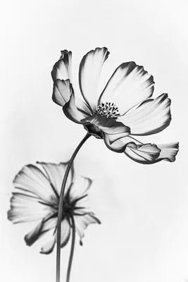 24+ Черно-Белый Цветок обои на телефон от stepan.gerasimov