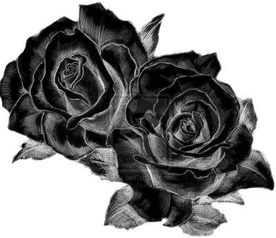 Черно-белый цветок, вазон, ваза, наклейки на стены, наклейки, вазы для  цветов, цветы в вазе, банка, Черное и белое, стенка бутылки, ветка png |  PNGWing