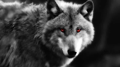 Картинки черно белая волк воет на луну (65 фото) » Картинки и статусы про  окружающий мир вокруг