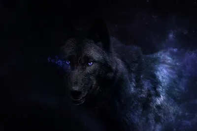 Белая волчица и черный волк - красивые фото